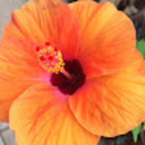 Meet your Posher, Maggie